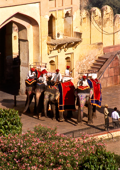 India-elephants-at-Amber-Fort-Jaipur-Rajasthan